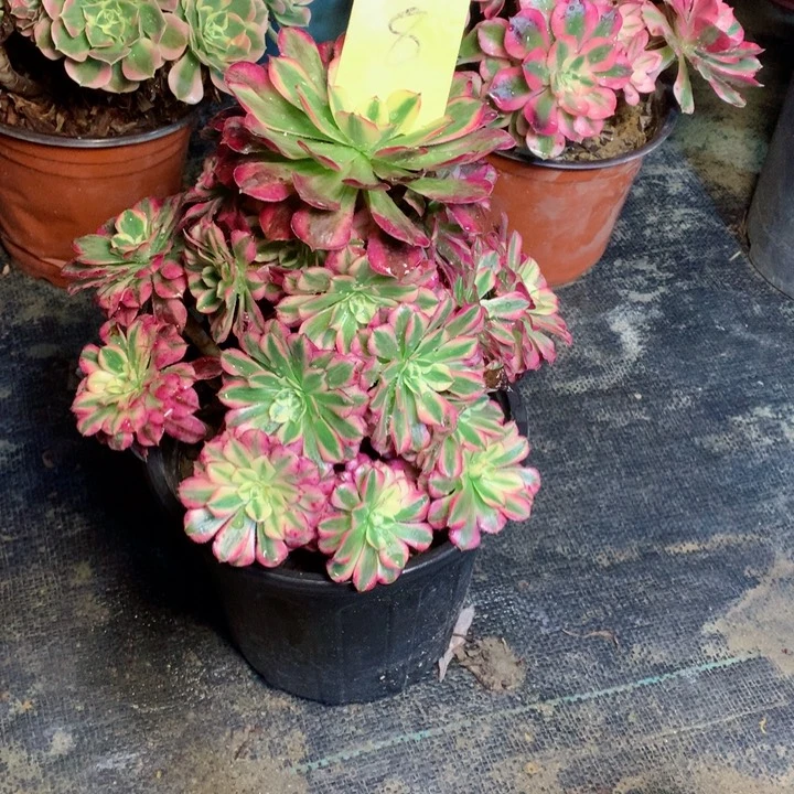 8红铜白多肉一物一拍～