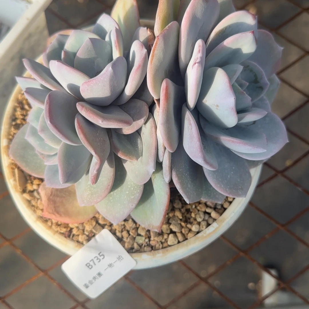 B735双头奶茶分心