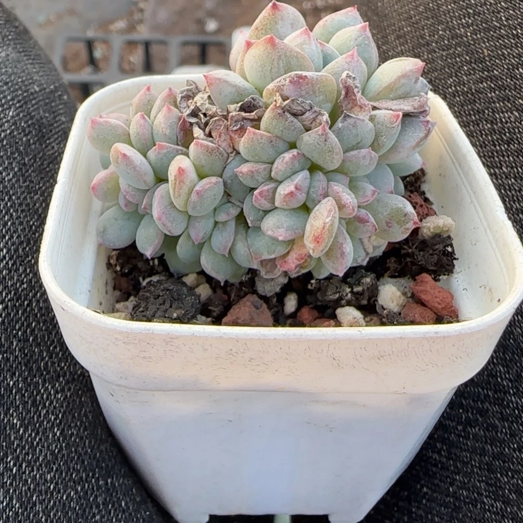 小卡拉米糖心一物一拍