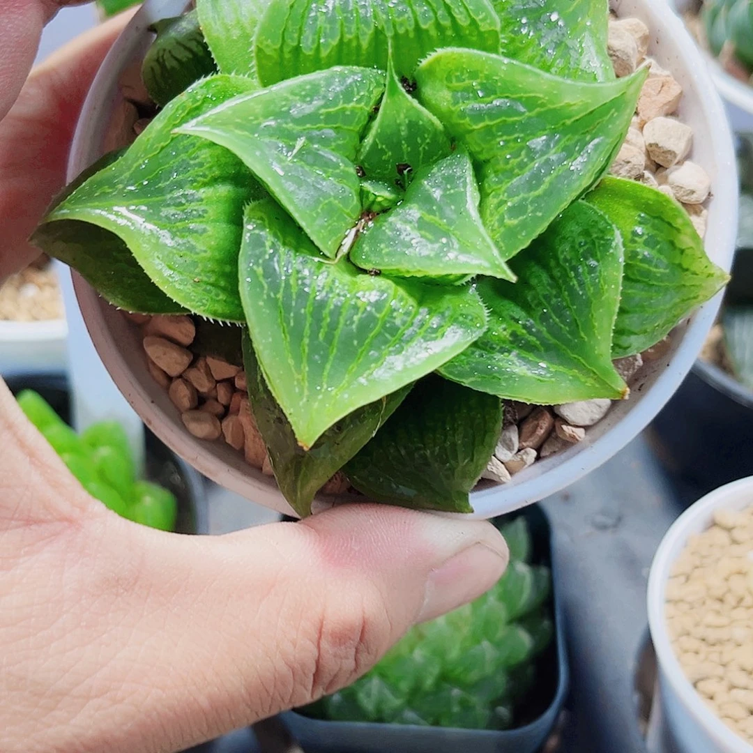 武寿新手好养的的