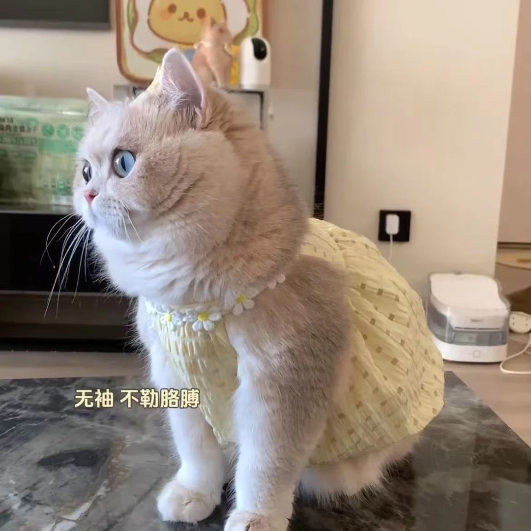猫咪夏天衣服小裙子防掉毛可爱ins金渐层布偶猫英短夏季吊带裙子