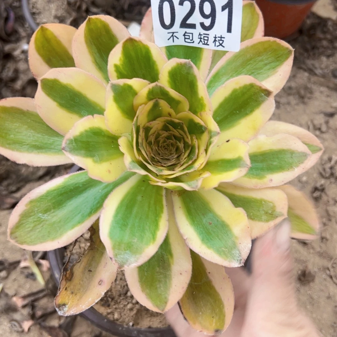 燕姿锦多肉植物0291