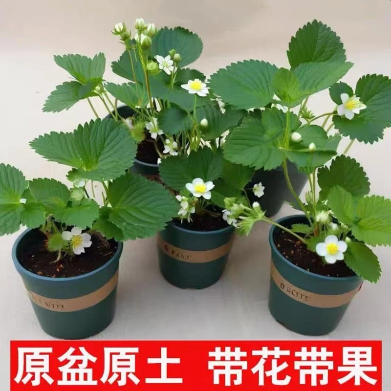 3号链接【加仑盆栽好】四季草莓苗盆栽带盆带土家庭阳台种植