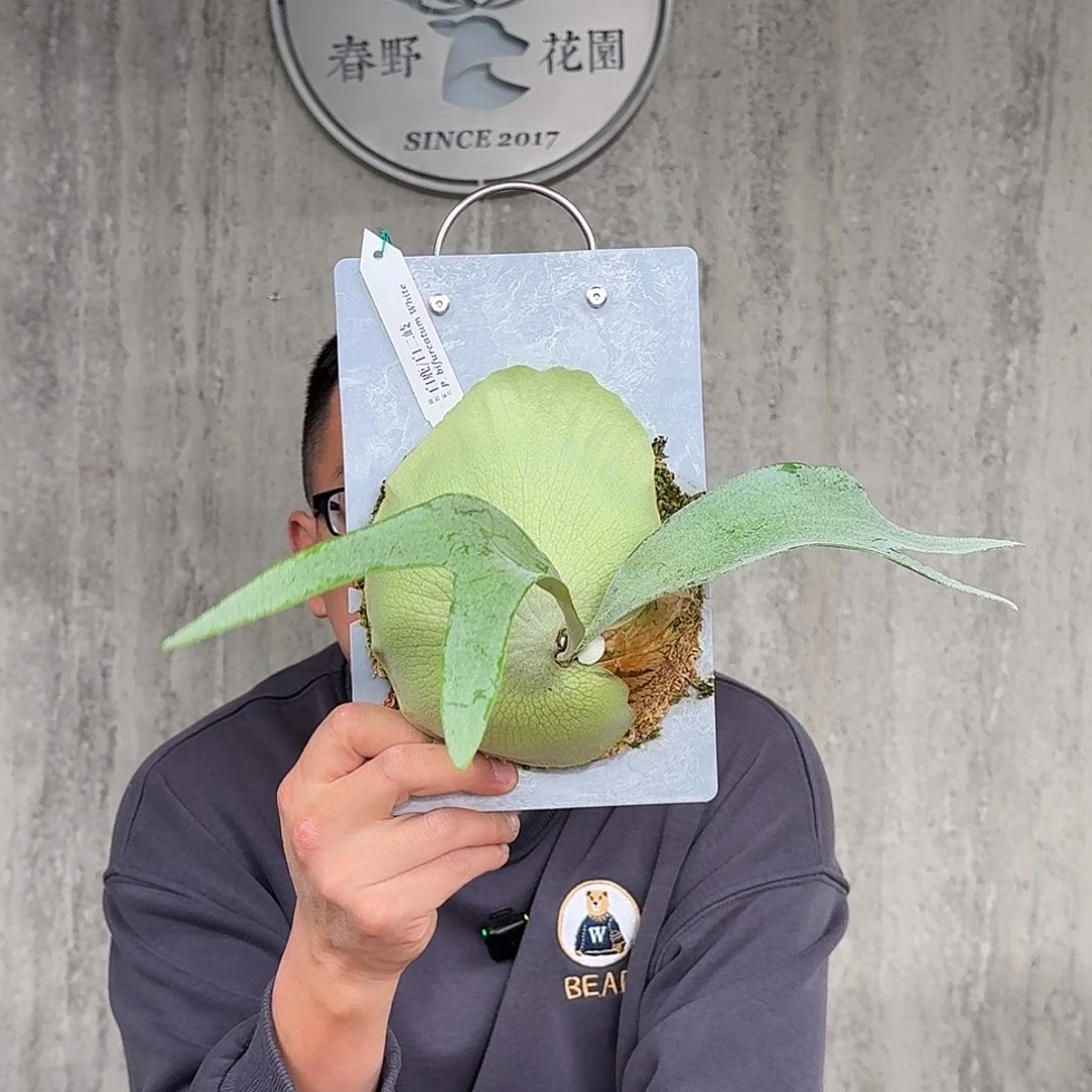 完全开放白二歧鹿角蕨春野花园