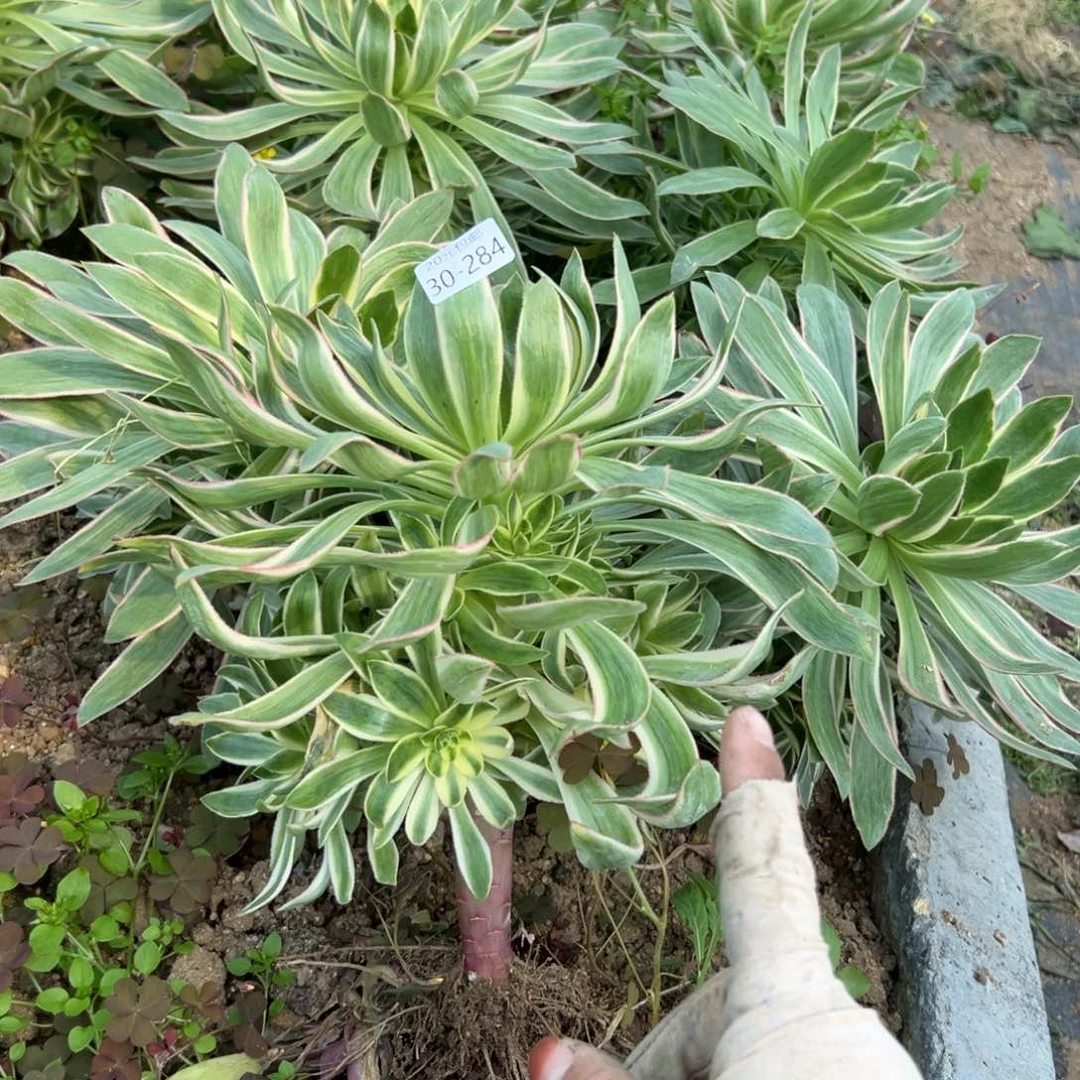 284青莲多肉植物系