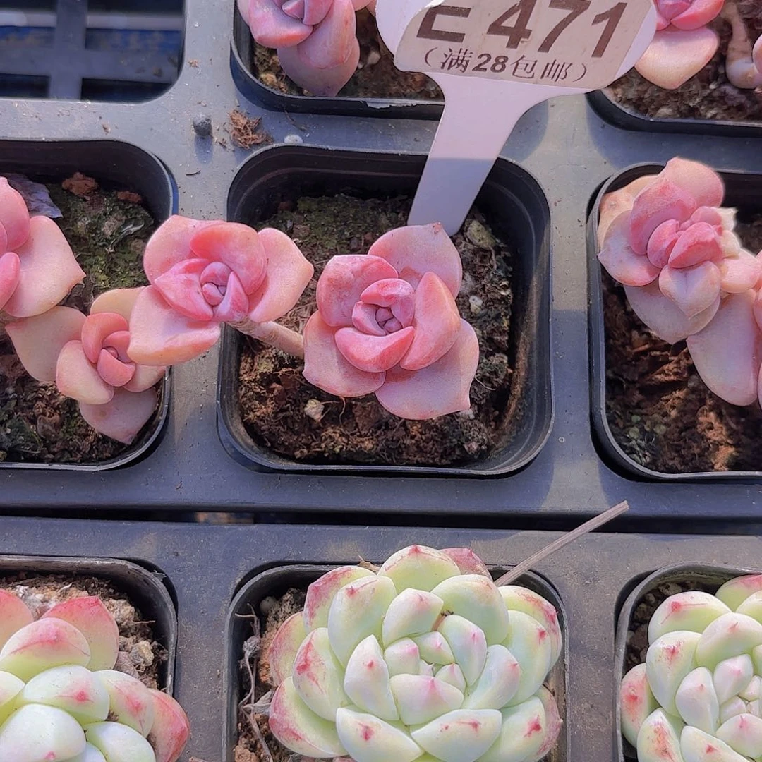 E471彩虹糖一物一拍