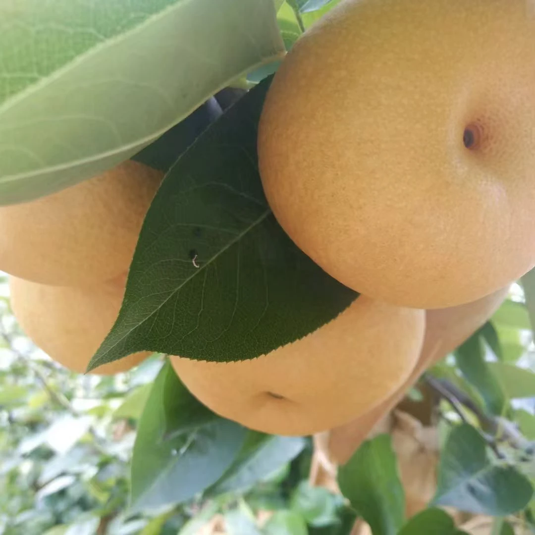 云南高山种植，甜脆梨梨子，口味清爽脆甜，多汁多水。相当甜。相当脆。