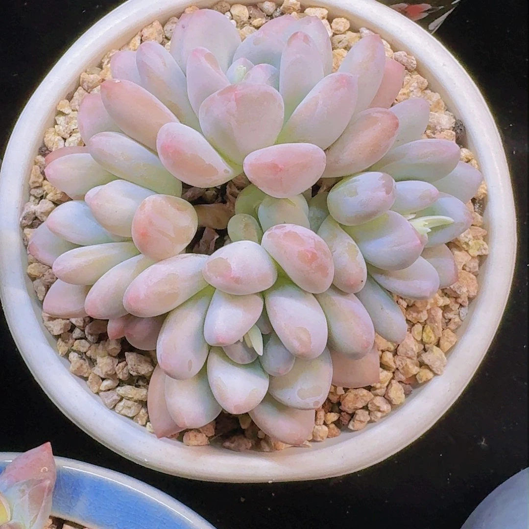 微凉姐姐一物一拍