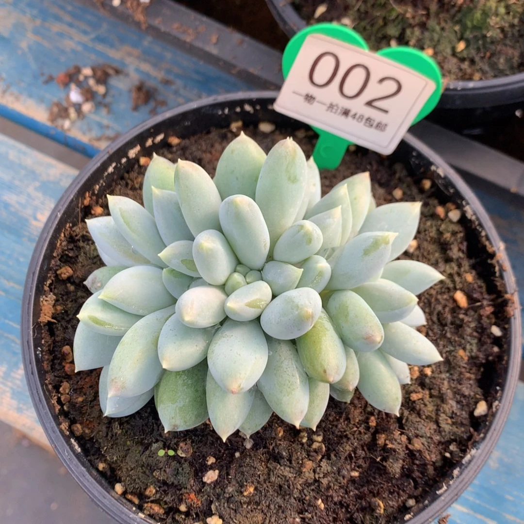 黄体哥特萝莉缀化002