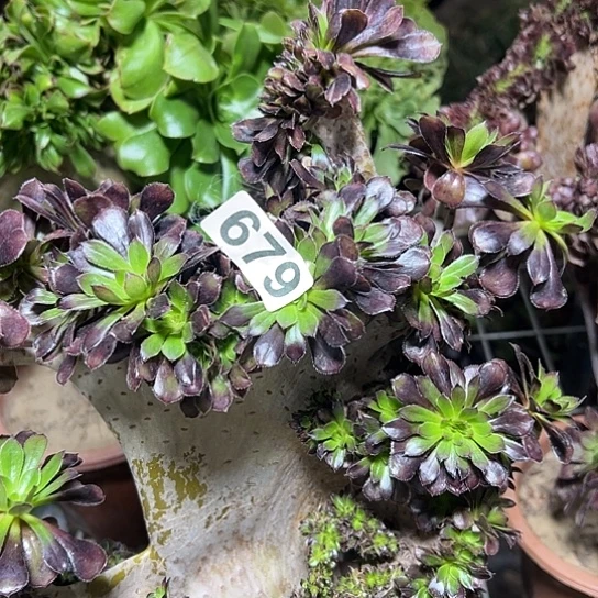 平***生多肉植物一种黑法微瑕679