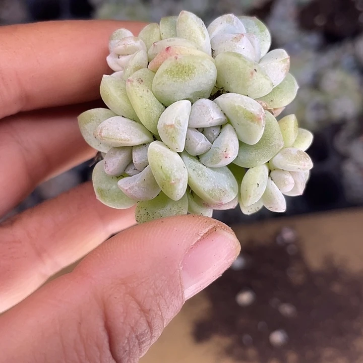 一我一拍满18包邮