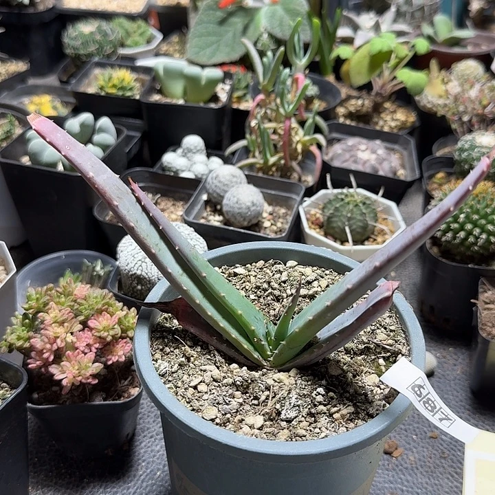 687推进器芦荟脱土发货