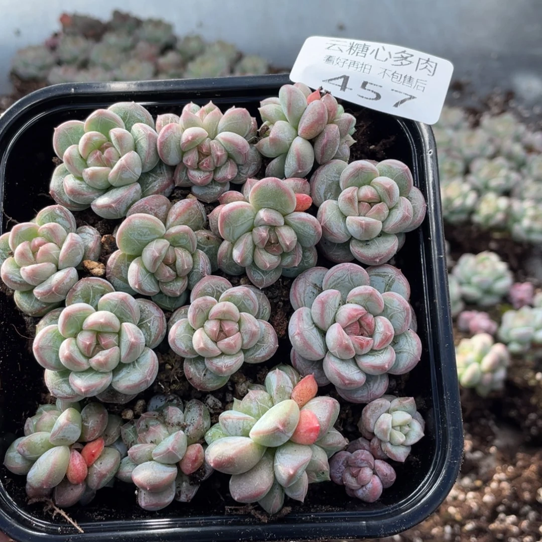 云糖心多肉植物457