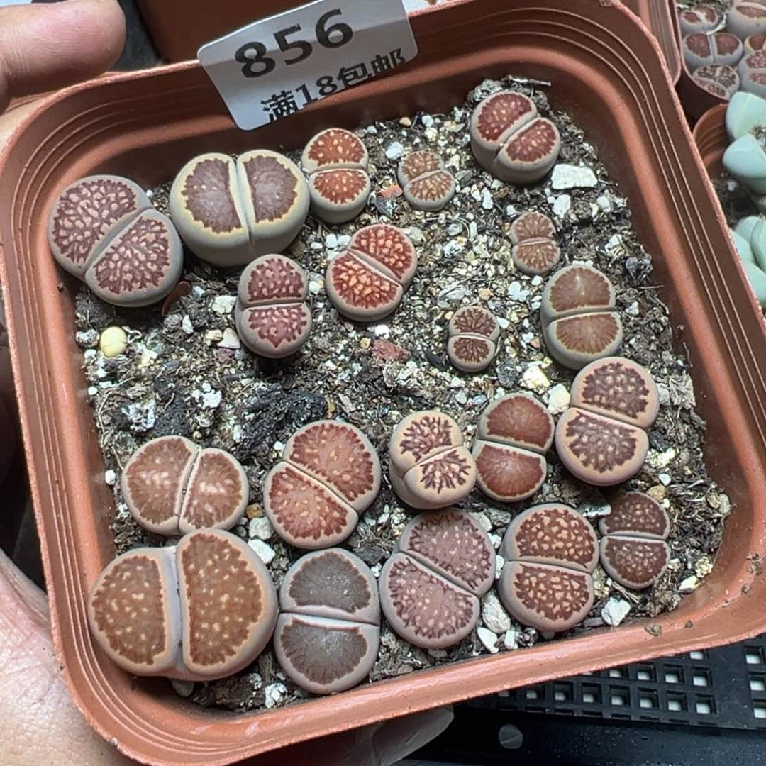 【闪购商品】 856。