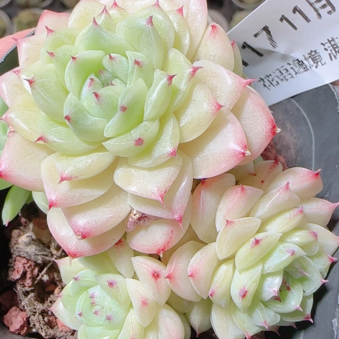 花语逸镜1115-117散