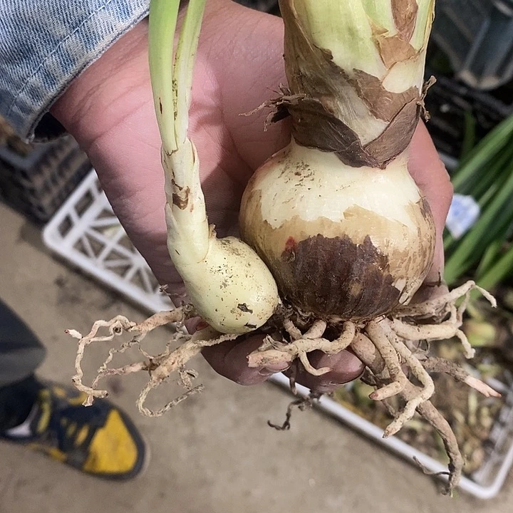 荣华富贵朱顶红开花球球6公分无科技狠活