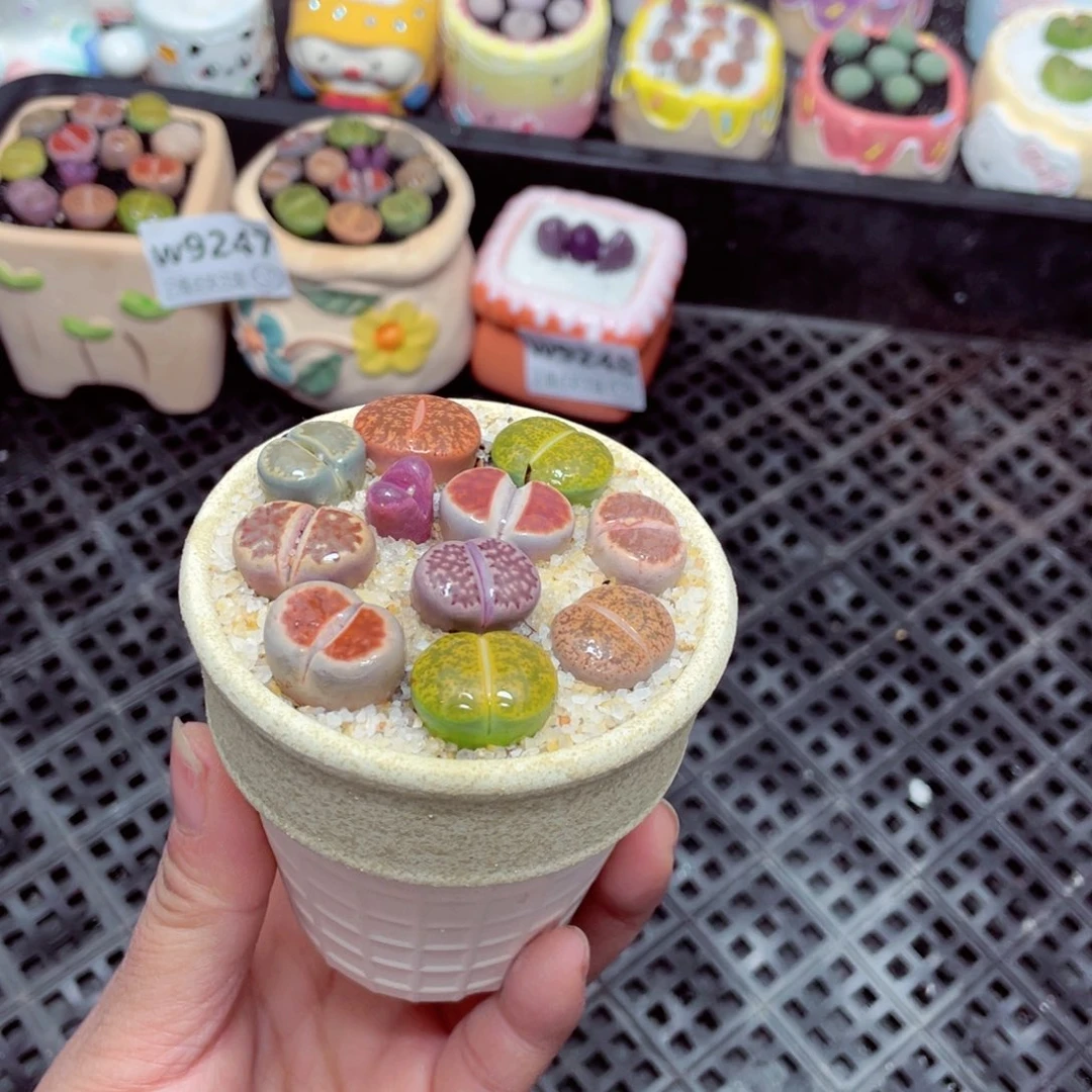 w9249 -零下地区拍保温箱 -15支持寄养