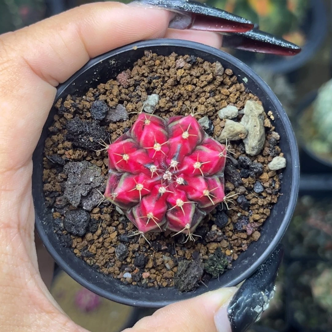 上海 侧牙 带盆土发货