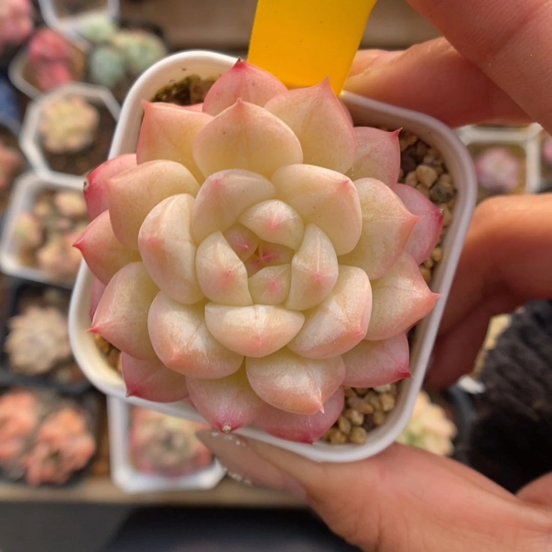 S***3美心951号。