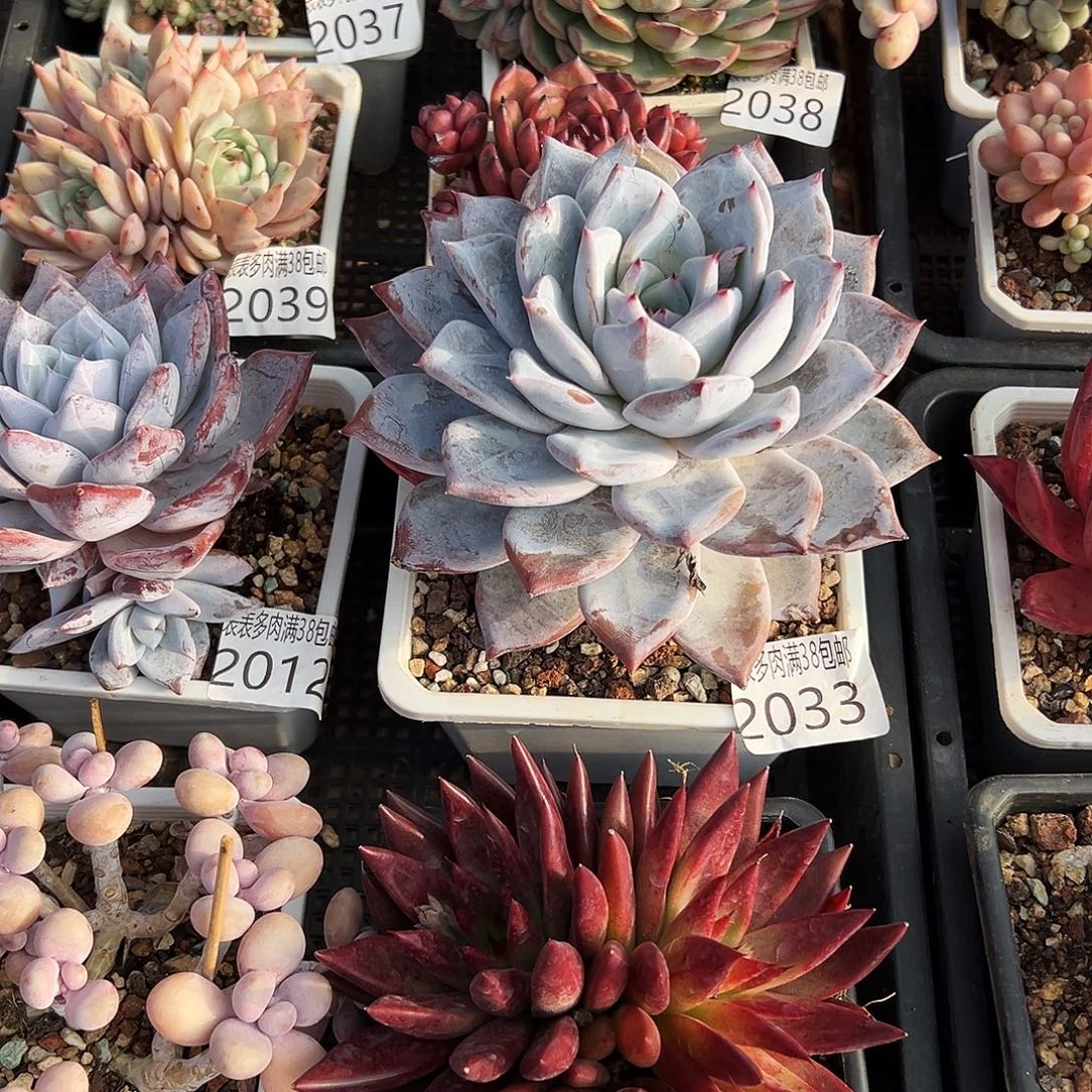 南***l多肉一物一拍植物2033