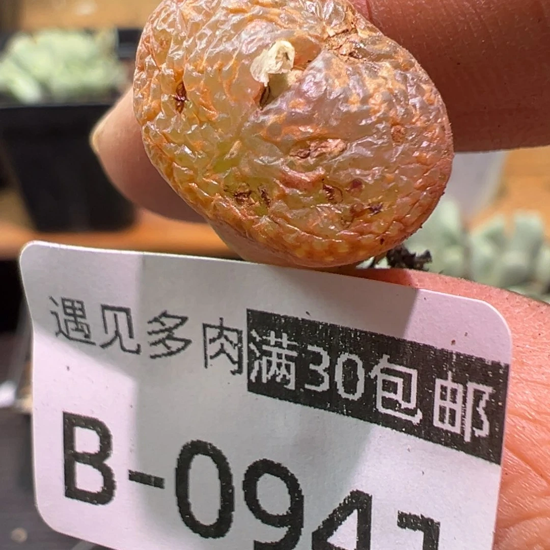 多肉植物1111111111111111111