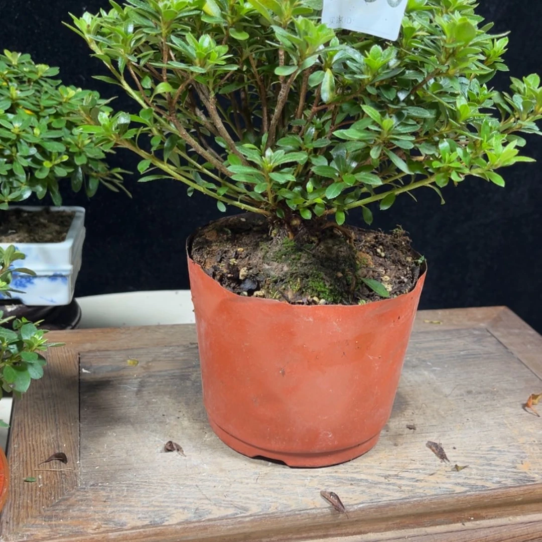 【闪购商品】完全开放拥**天