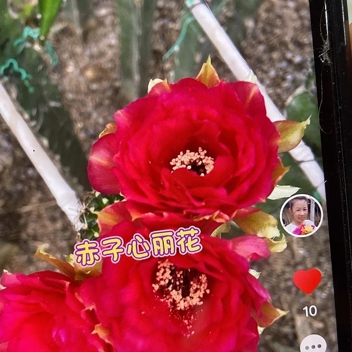 赤子心丽花侧芽三公分
