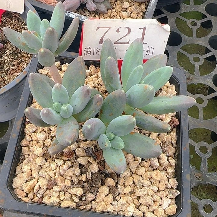 戴蒙德721多肉植物