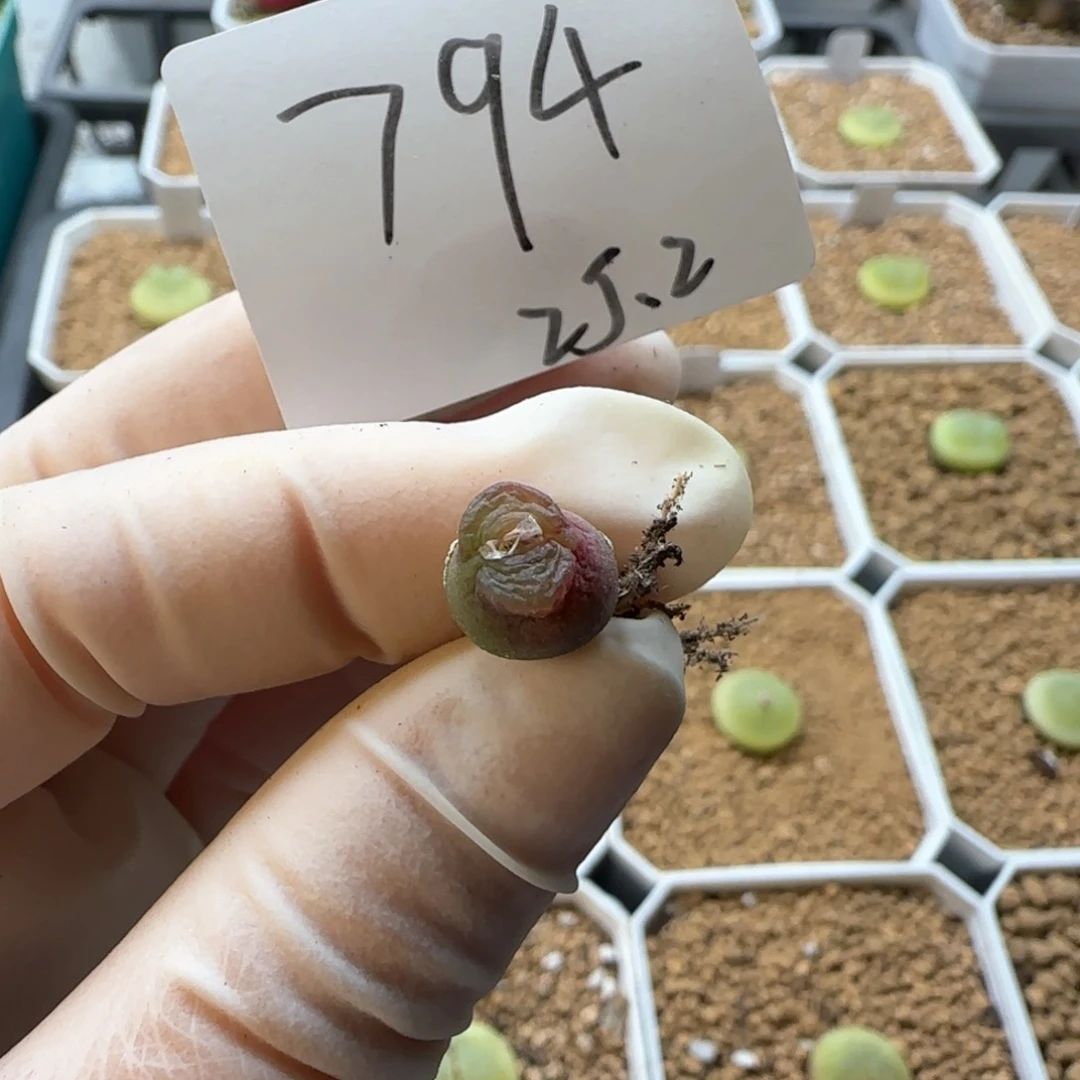 多肉多肉多肉2025-794雪茄