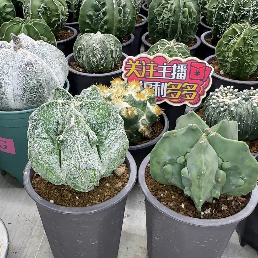 核桃鸾凤玉实生2颗