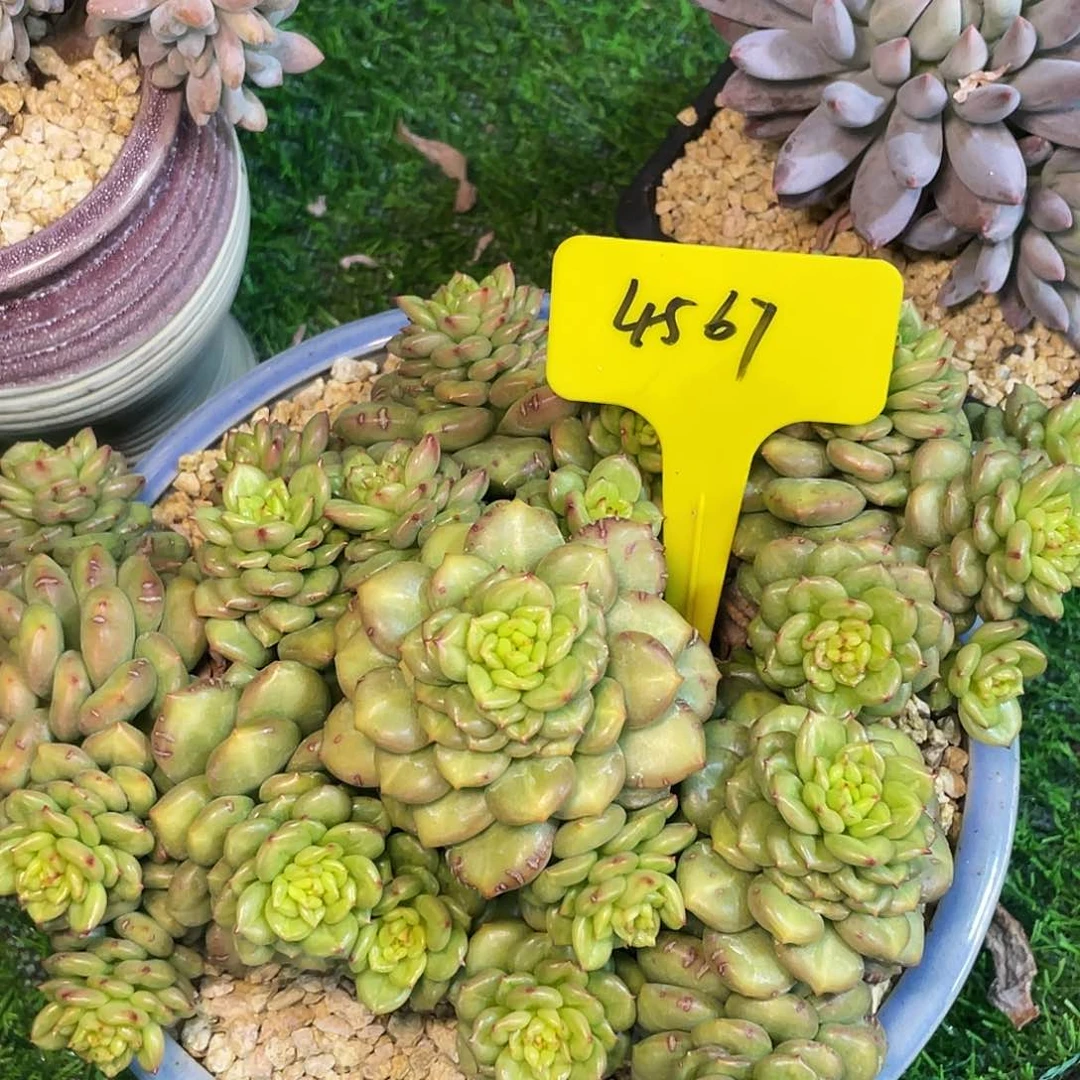 不会因为别人而放弃4567