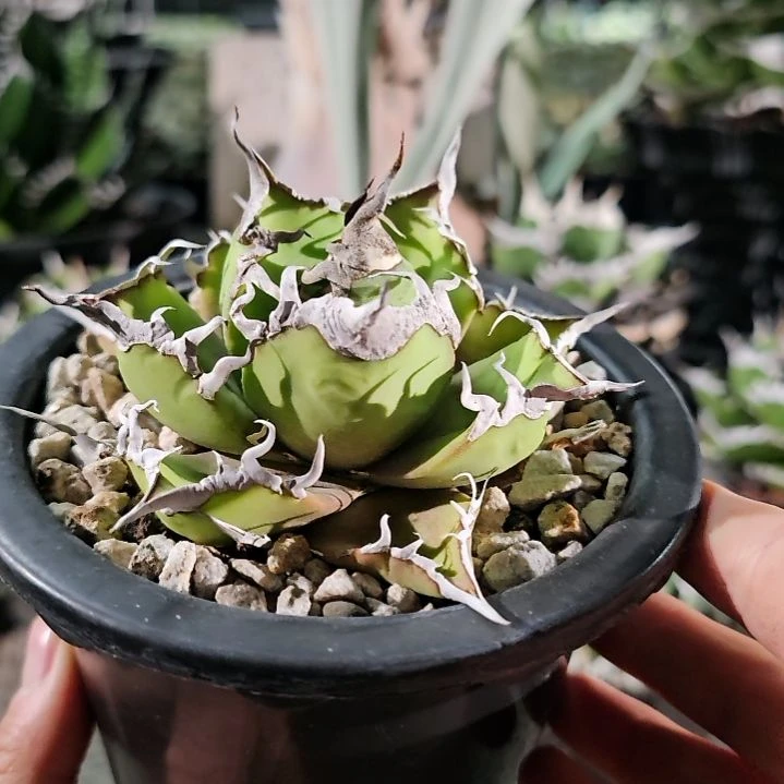 吸血鬼 小亚成: 基因保证非组培 (直播特价/下播结束)