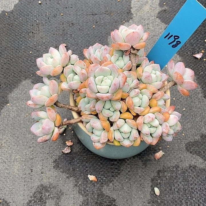 喵*1198多肉植物老桩
