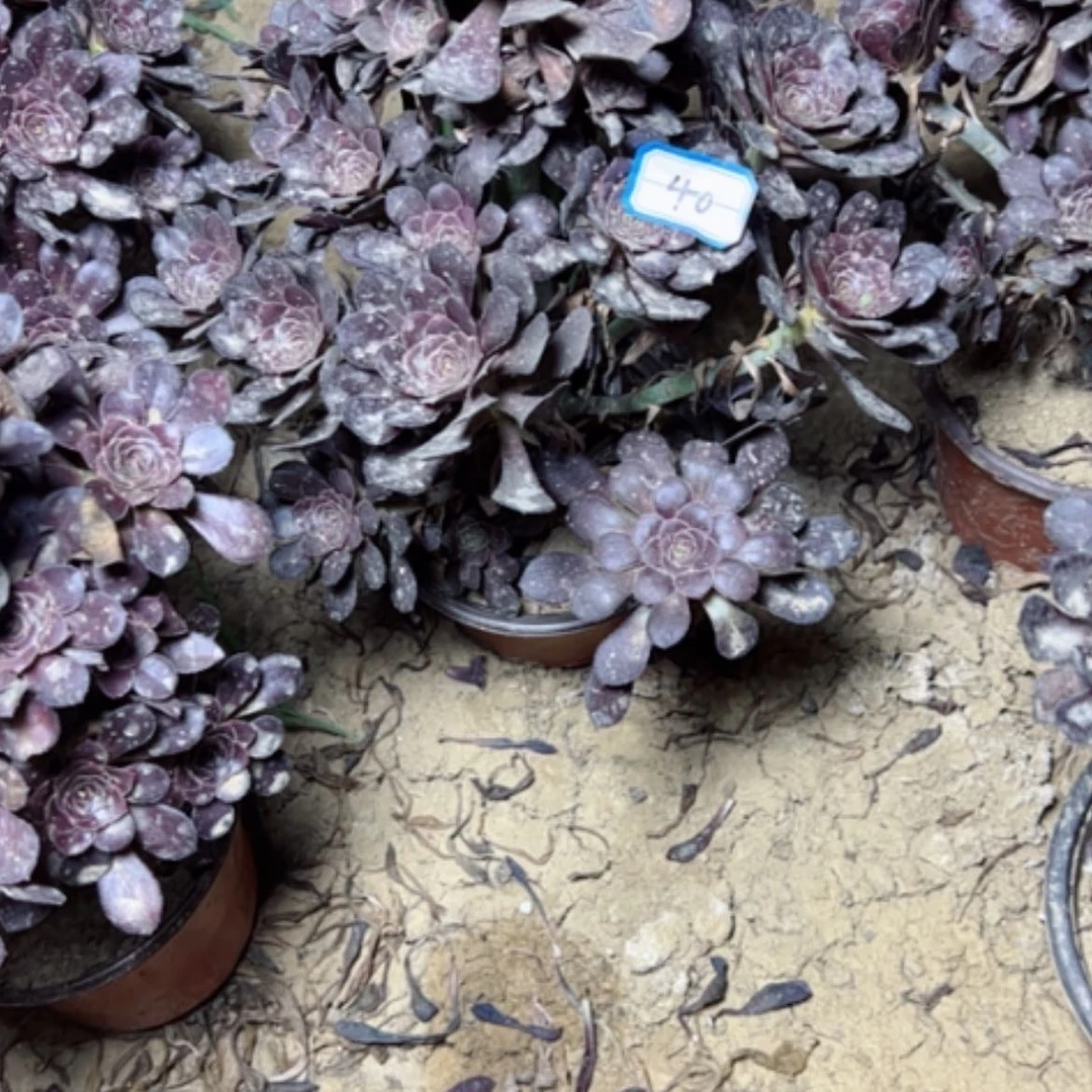 【闪购商品】光*?多肉植物红酒40