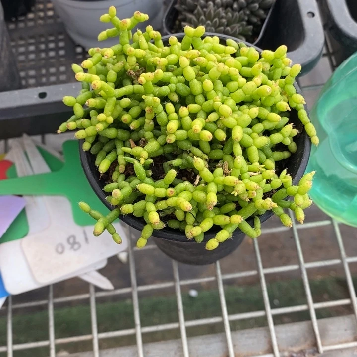 西****，伯克利和格蕾纳等著名音乐