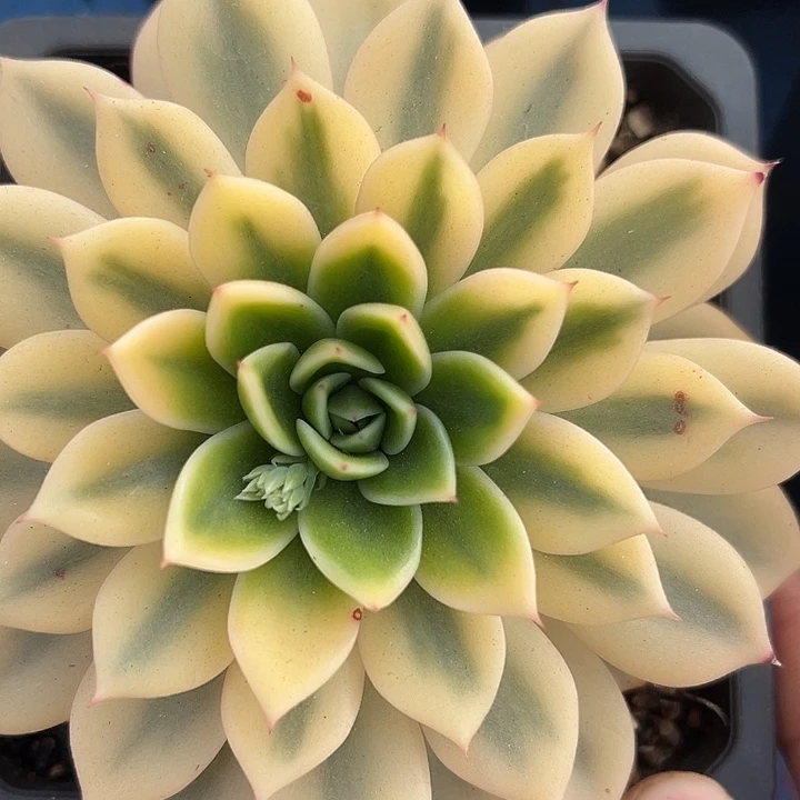 株比例锦多肉 植物