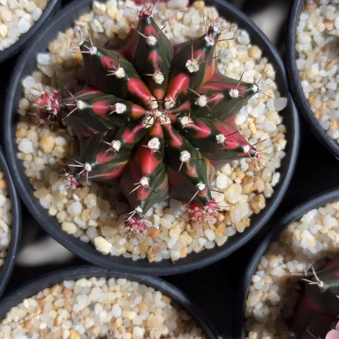 278-1025泰国发货多肉