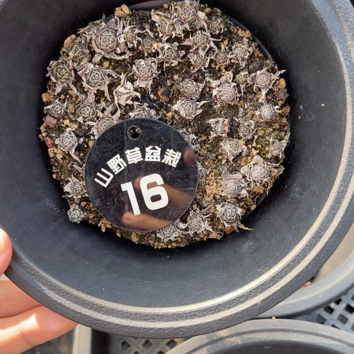 山野，山野宁**滥山野草