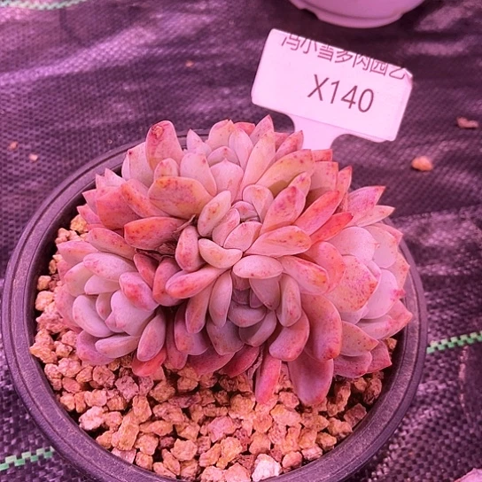 我是第一百个为玉童子应援哒啦