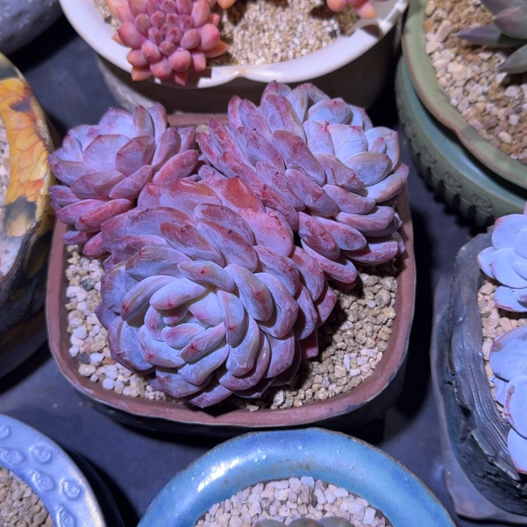 韩橙 3头 一物一拍