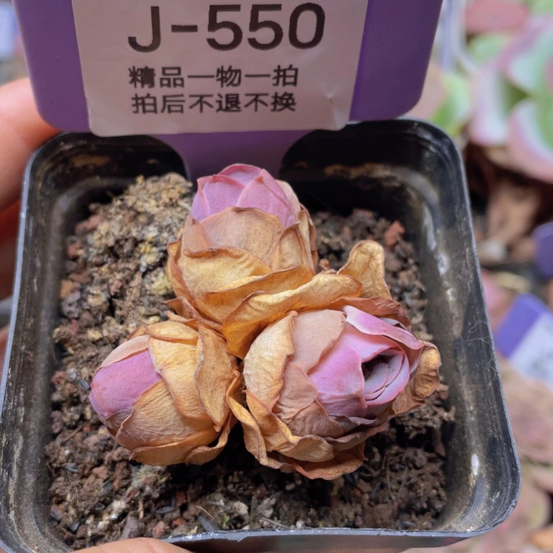 四****山地玫瑰J550断枝不包损不售后
