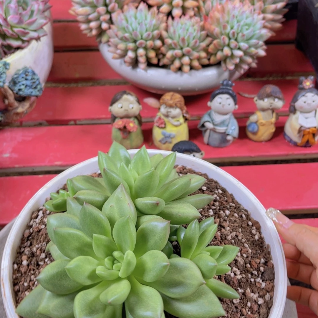 冰****泡泡龙冰心姐11111