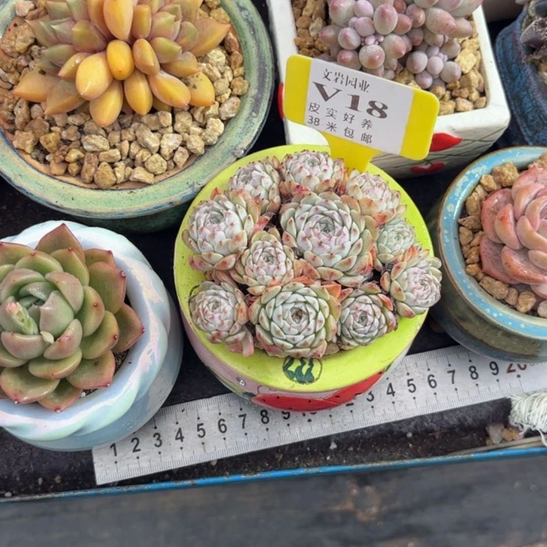 ❣️**多肉植物11111111