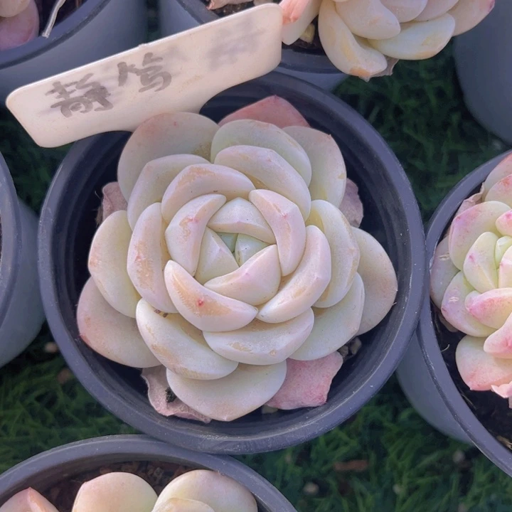 健健康康平平安安