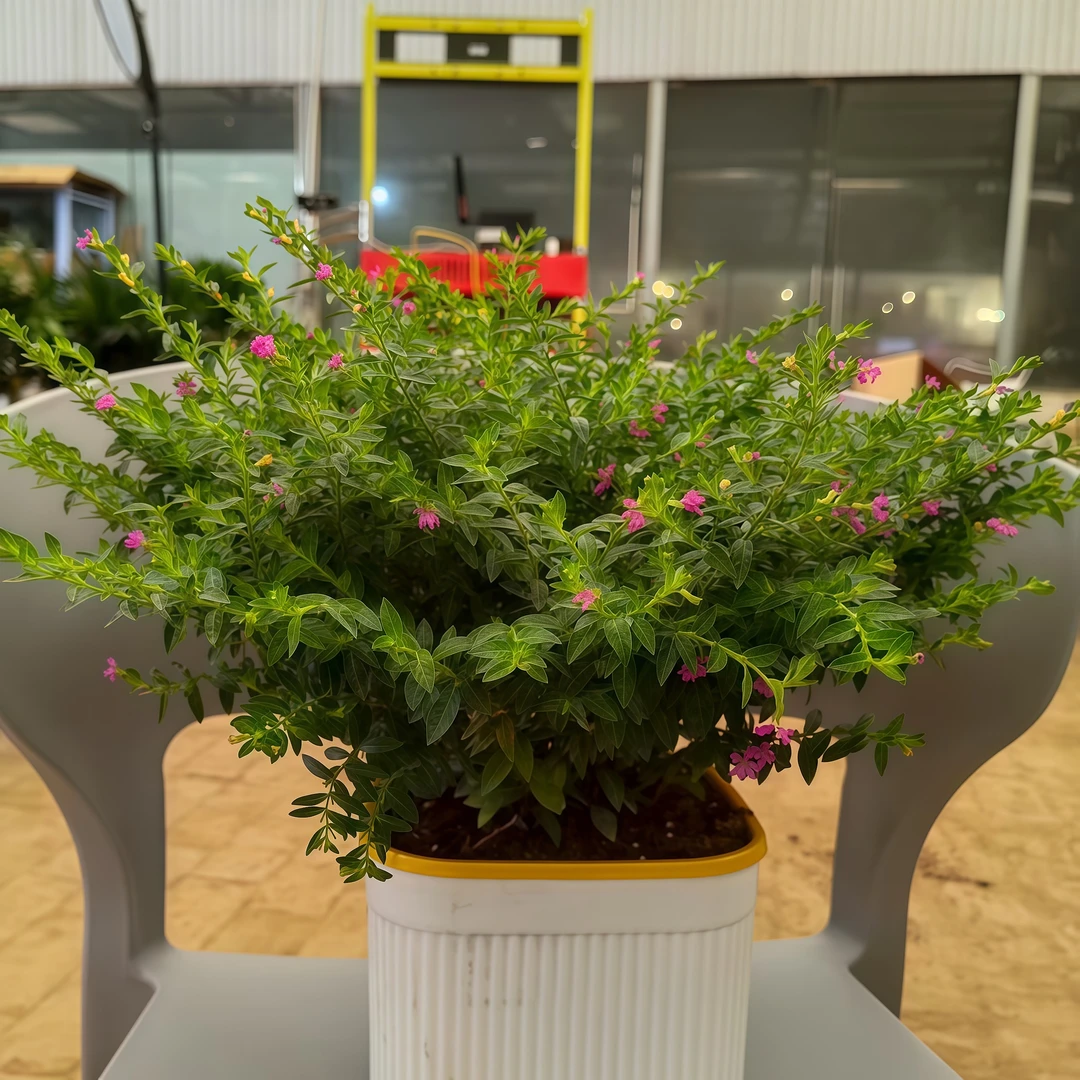 满天星带精品四方盆花卉盆栽室内客厅鲜花绿植带花苞阳台花园植物