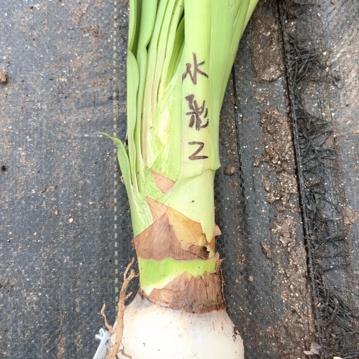 无花朵水彩画包对版二号