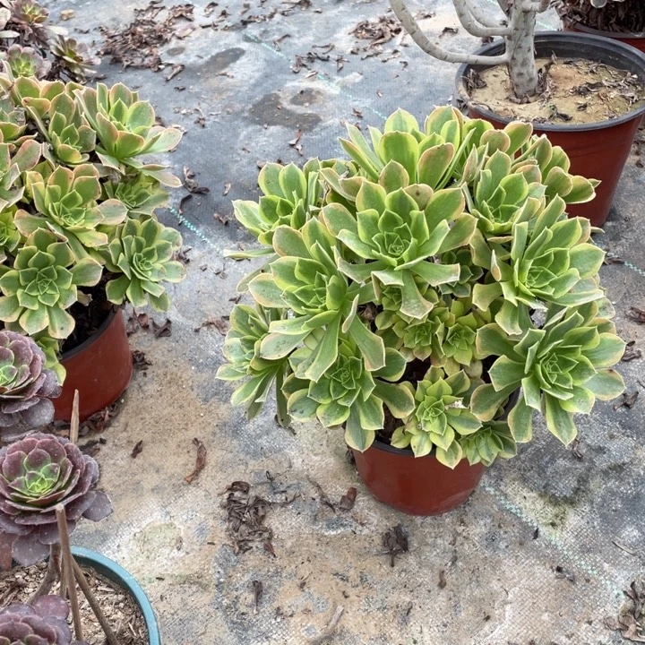34青檬多肉植物多肉多肉