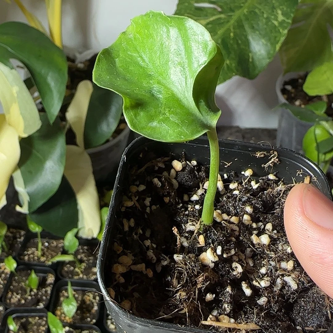 一***沙不开花植物龟背竹种子苗