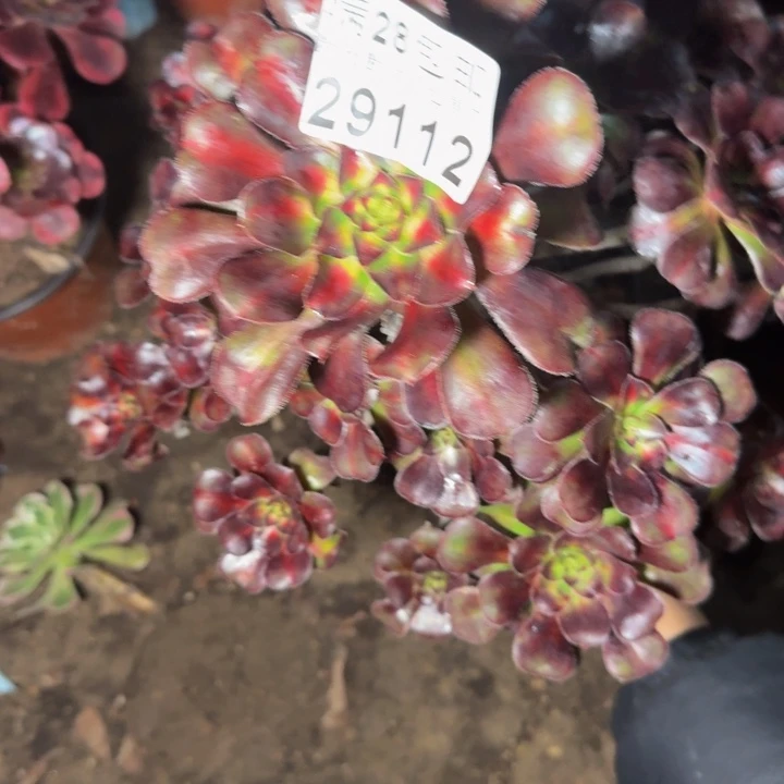 29112晚霞多肉植物