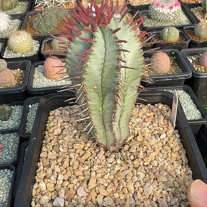 白衣魁伟玉多肉植物